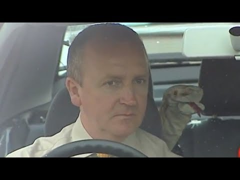 Sneaky Snake Attack Prank