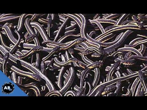YouTube reptile video