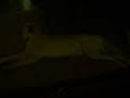 My Dog Chance sleeping in our living room in florida