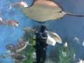 Fish Feeding At Aquarium