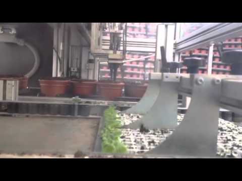 how to transplant primroses