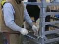 Miniature Horse, Farrier & Mini Lift - No more stress or back & knee pains