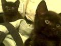 videos de Close-up of Flyboy Rocco Rock and Cho-Cho San