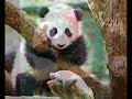 MADE IN CHINA (殲十 猛龍) (JET PROMOTIONAL)