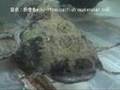 成長すると2ｍを超える「バガリウス・ヤレリ（Goonch catfish）」学名：Bagarius yarrelli