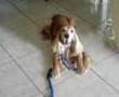 cachorro cocker latindo pra passear