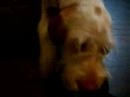 Stella spinone