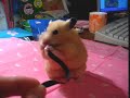 Chmurka and Black Ribbon