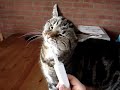 Felix de kat poetst zijn tanden