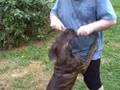 Green-Girl-Boerboel-