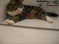 お風呂とねこ。