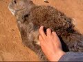ラクダ動画