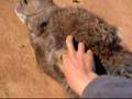 ラクダの耳掃除