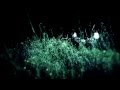 Roy Sela - Game (Official Music Video)