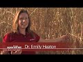 Miscanthus-When-Do-I