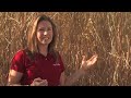 Miscanthus-When-Do-I