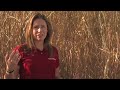 Miscanthus-When-Do-I