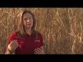 videos de Miscanthus: When Do I Harvest?