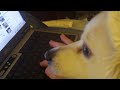 Mushy the American Eskimo watches YouTube puppies!! Mushy the American Eskimo watches YouTube puppies!!