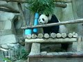 Panda Panda