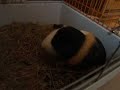 Cochon se lave