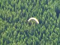 Tiny wing paraglider - sketchy launch - Mt.7 BC Canada