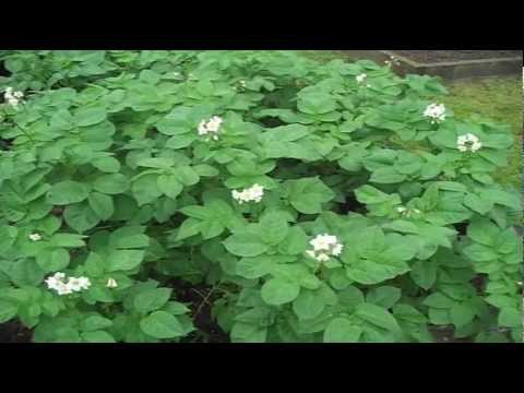 how to tell if potatoes are ready to harvest