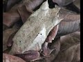 amazing bugs