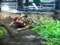 Ornate-Pac-Man-Frog-