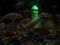 Aquário finalmente completo, com 29 peixes... Sendo eles ornamentais e ciclídeos. 