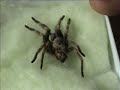 Brachypelma smithi Brachypelma smithi