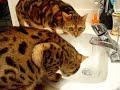 Cats: Friend Style!!!