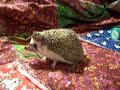 Piglet Doing Nothing Special Piglet Doing Nothing Special