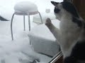 Stupid cat vs window and tiny bird