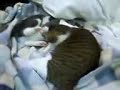 Click here to watch this video 小鉄と次郎吉・2012.04.08