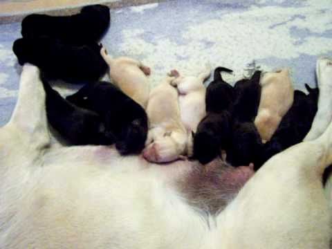 Lab puppies nursing, 2 days old
