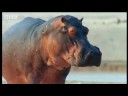 hippo