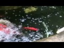 Koi Pond on Pleasant St. Koi Pond on Pleasant St.