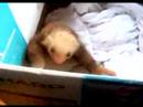 Sloth Montage