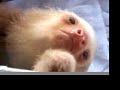 Sloth-travaganza! Sloth-travaganza!