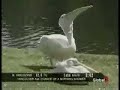 Amazing Video - Pelican EATS Pigeon!! Amazing Video - Pelican EATS Pigeon!!