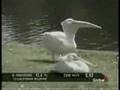 Amazing Video - Pelican EATS Pigeon!!