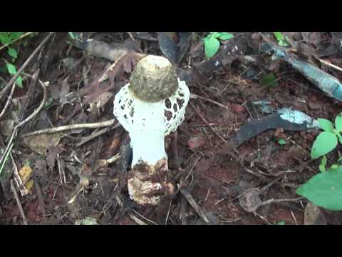 how to kill stinkhorn fungus