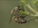 Brazilian Green Propolis