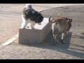 HERE'S OTTO PART 116