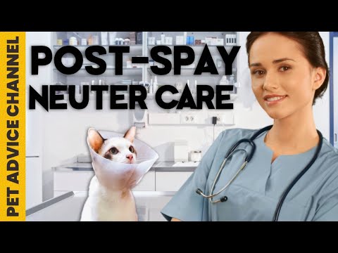 Post-neuter care for your cat - 5 things to do