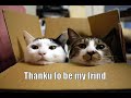 very funny cats 4