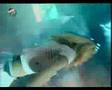 Fly Project - Sare (Live Revelion 2006 Iasi)