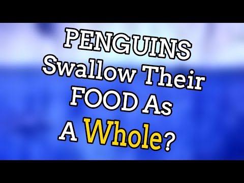 Penguins swallow their food as a whole? | 14 Pointless Facts – Ministry