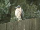 cats-watching-a-squirrel-eating-suet.html